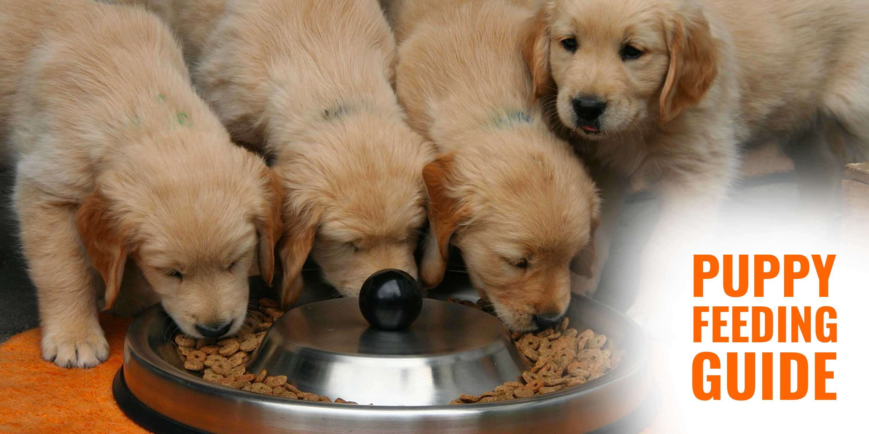 6 Week Old Puppy Eat Hard Food Assemblystatelegislatures