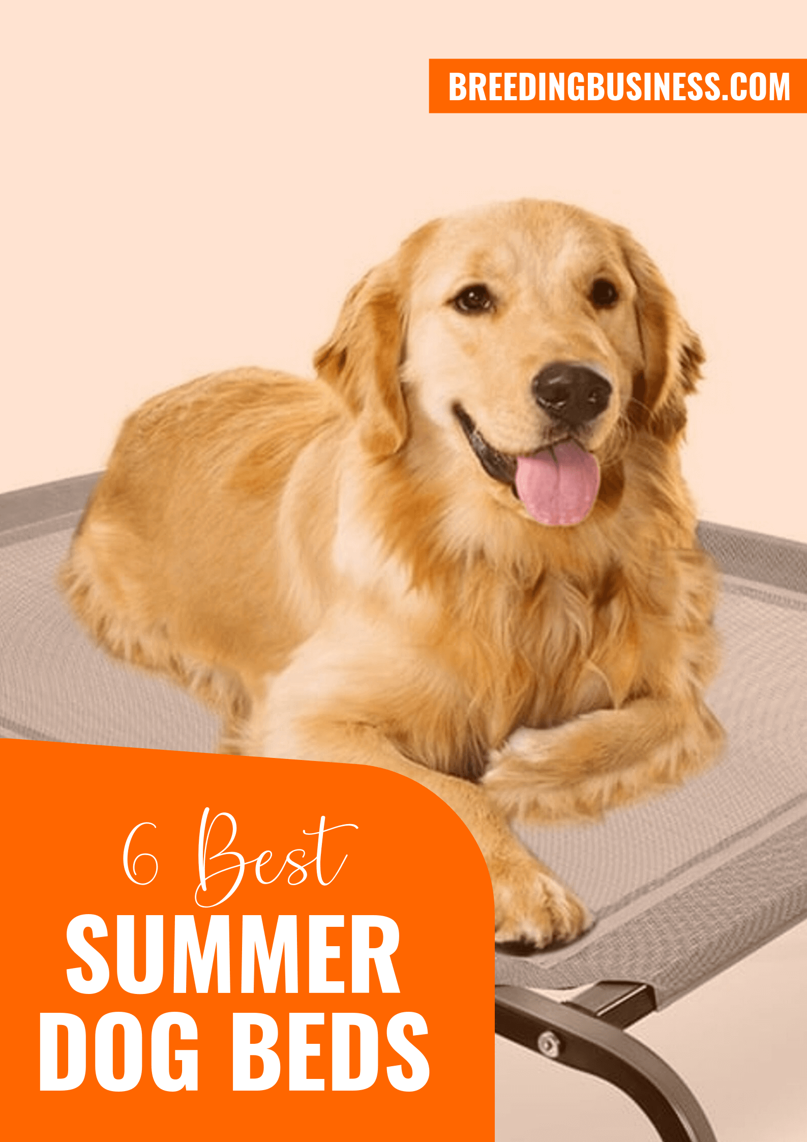 6 Best Summer Dog Beds – Cooling, Breathable & Elevated