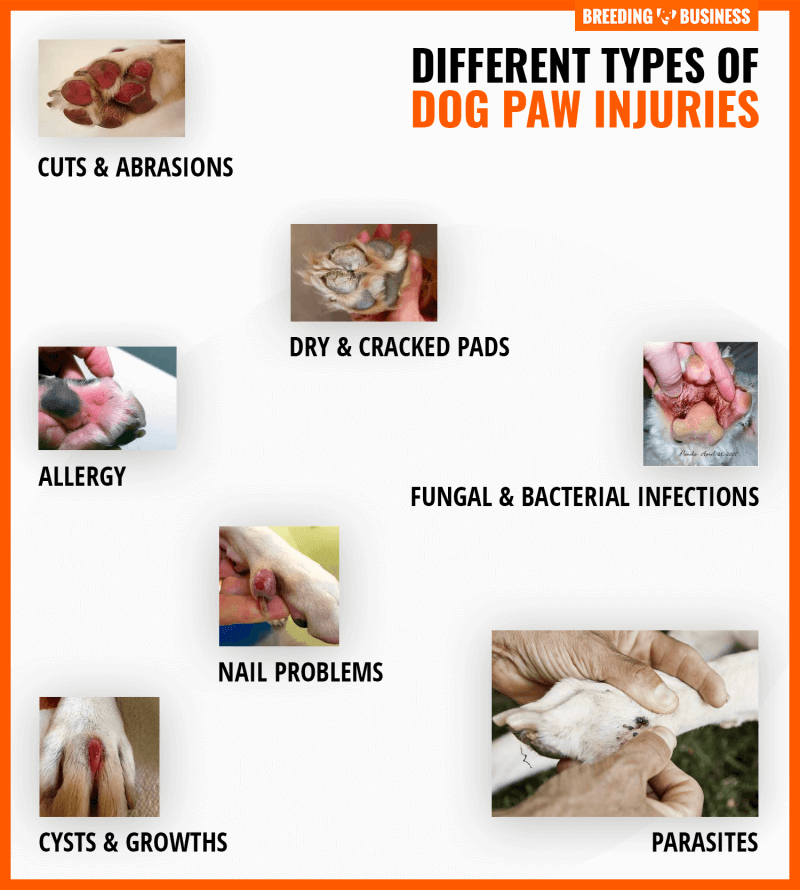 Dog Paw Injuries – Different Types, Infections, Treatments & Prevention