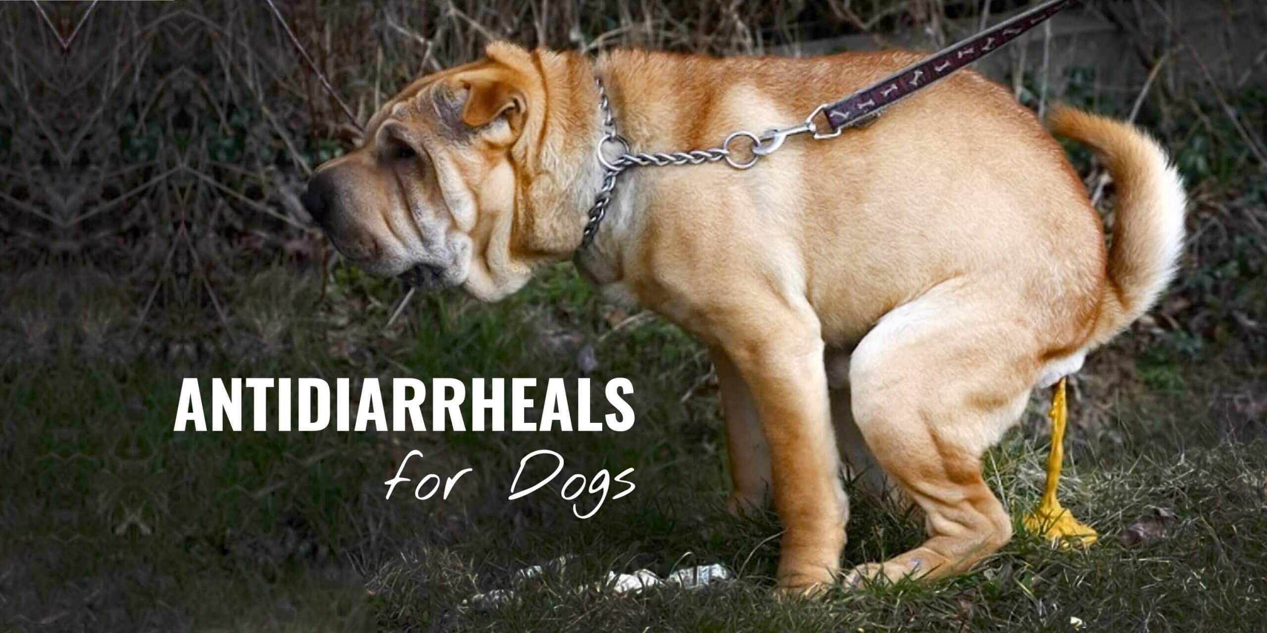 antidiarrheals for dogs scaled