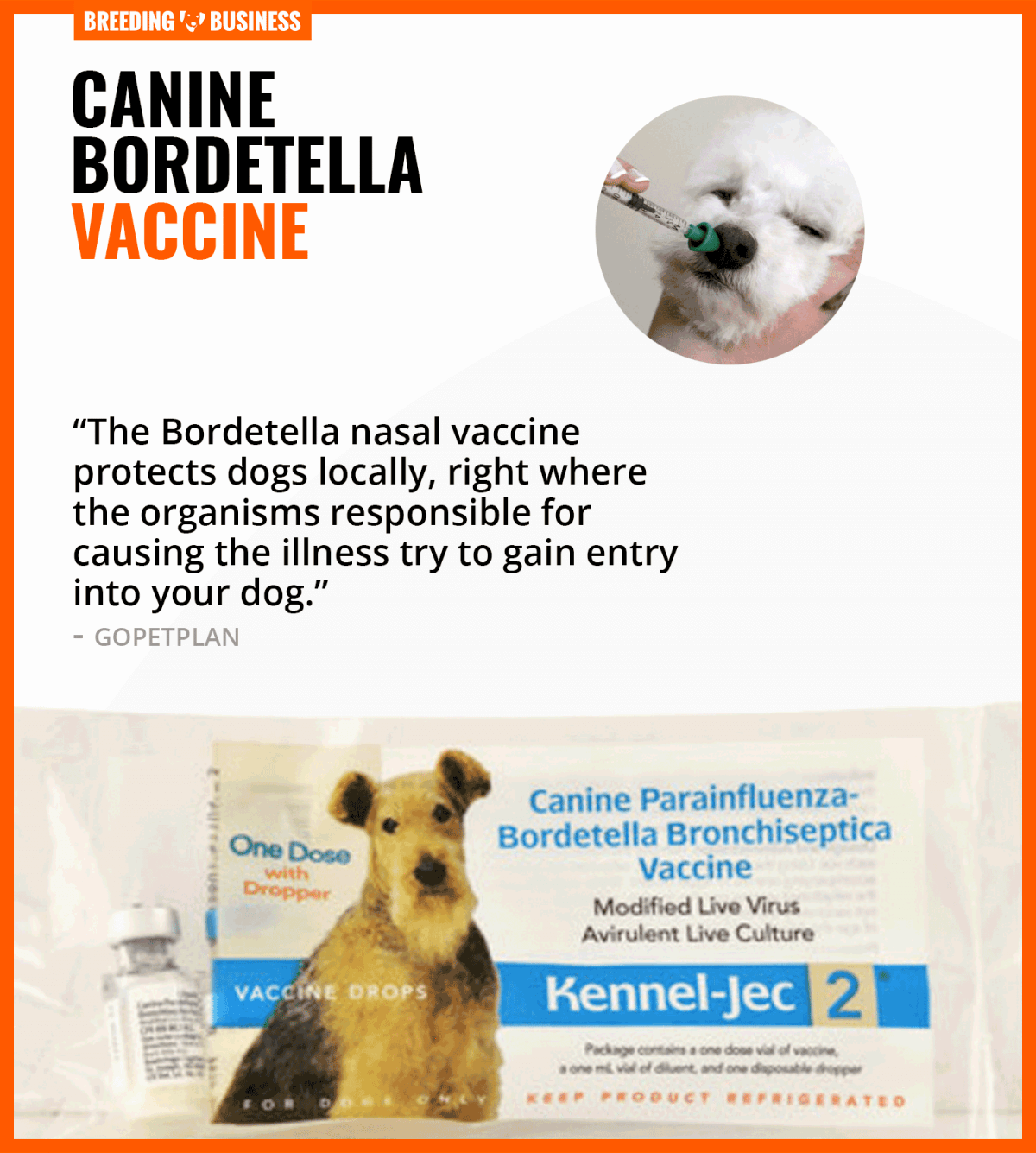 canine bordetella vaccine