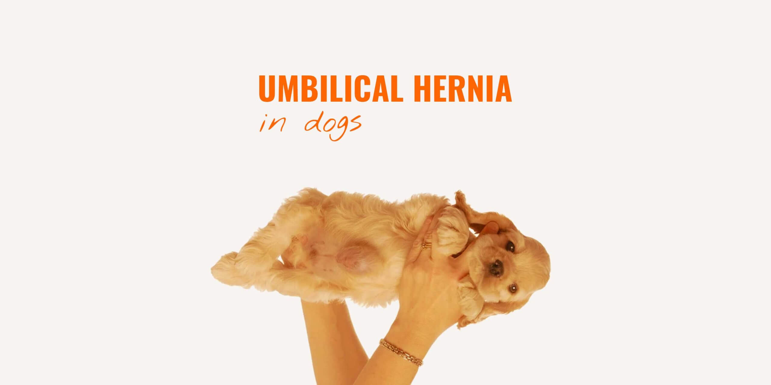 how can i tell if my dog has a hernia