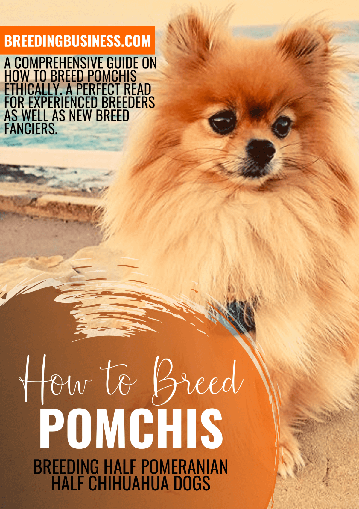 how to breed pomchis