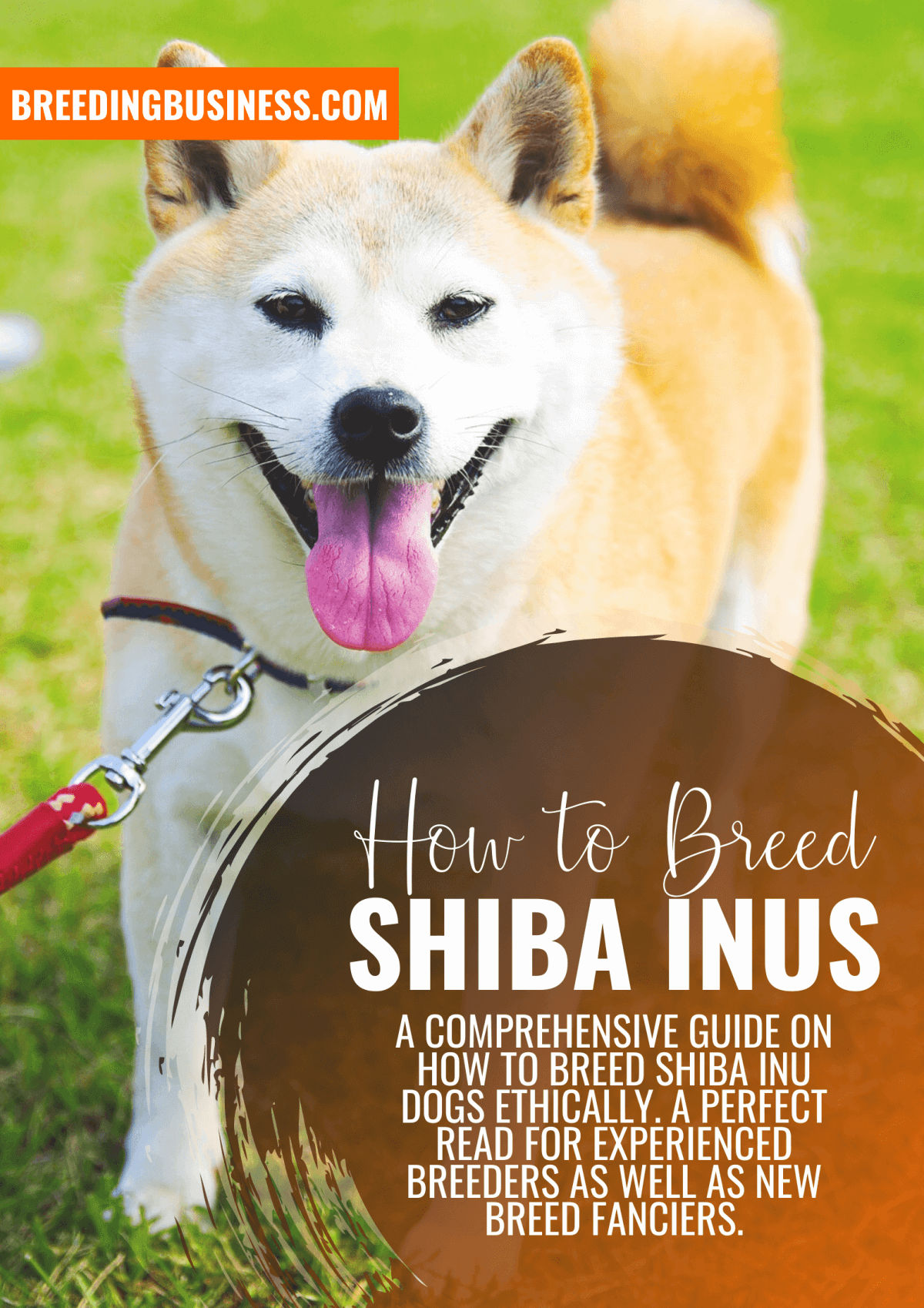 how many puppies can shiba inu give birth to