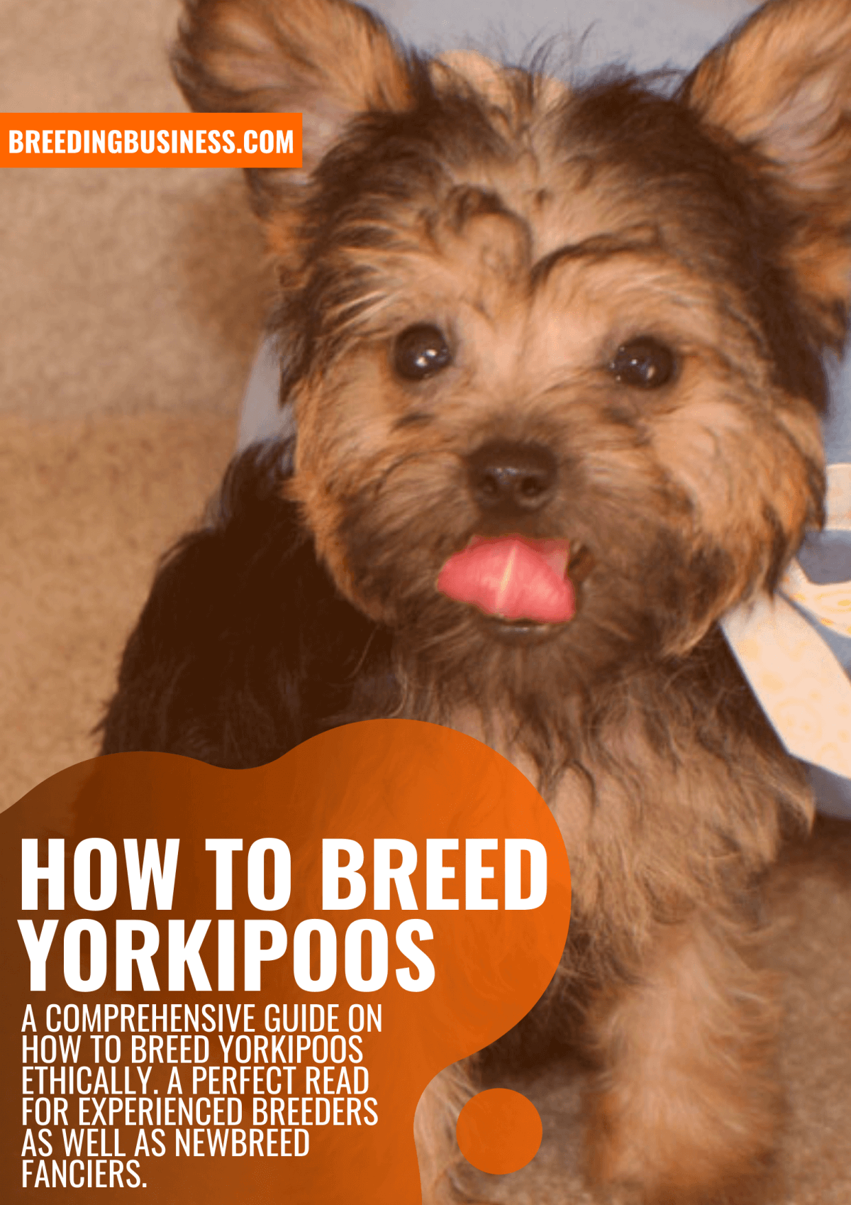 how to breed yorkipoos
