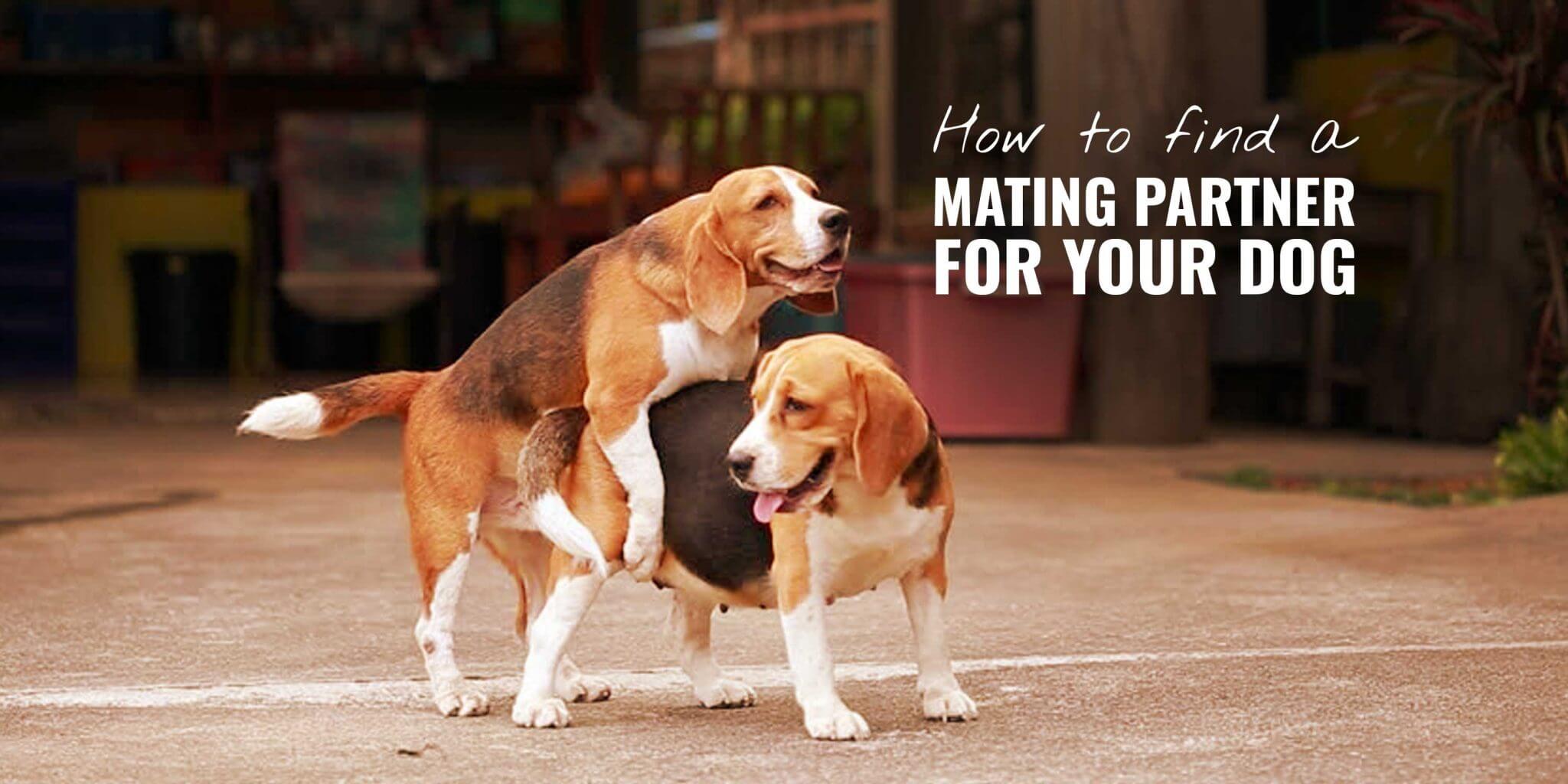 How To Find a Mate for Your Dog – Online & Offline — Breeding Business