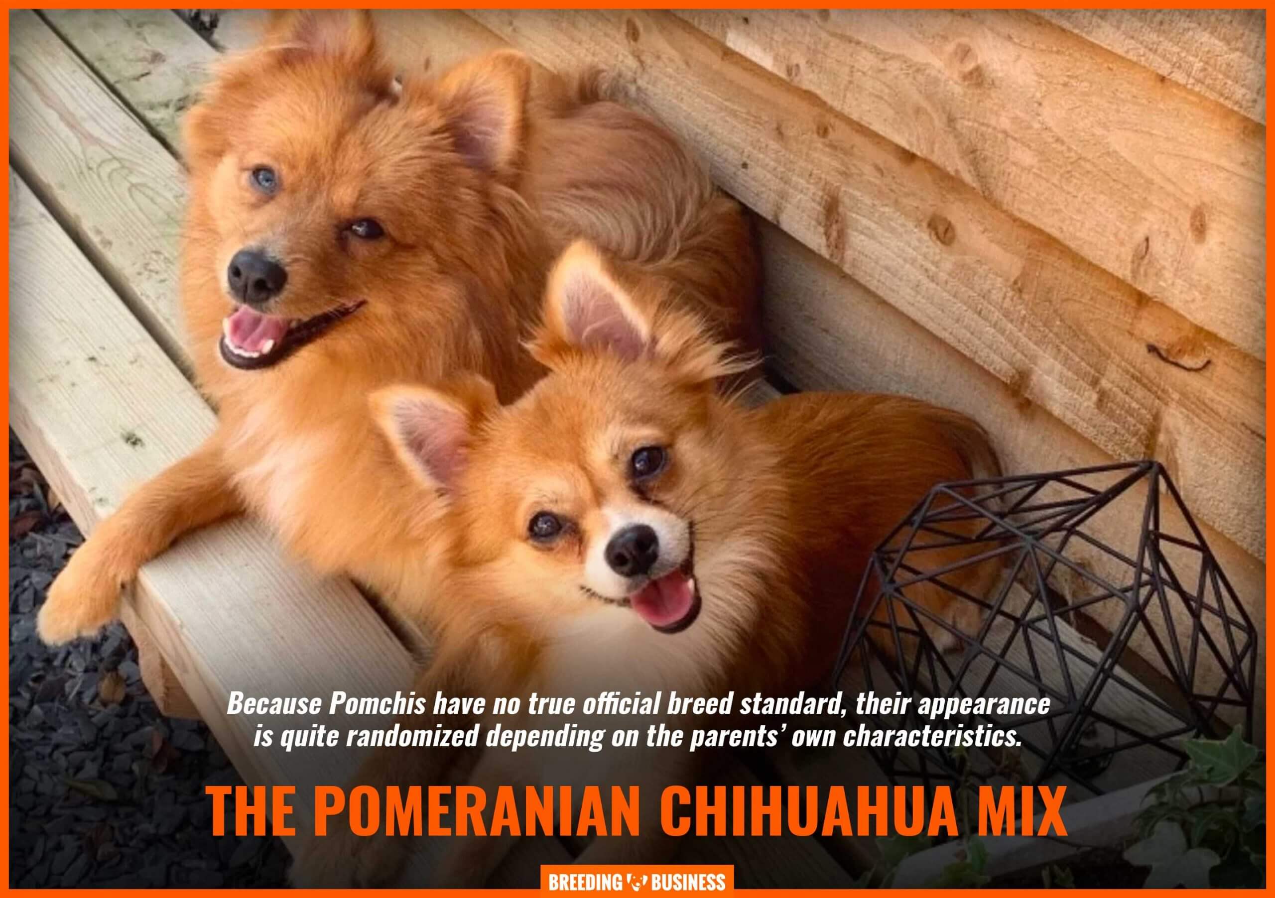 pomeranian chihuahua mix