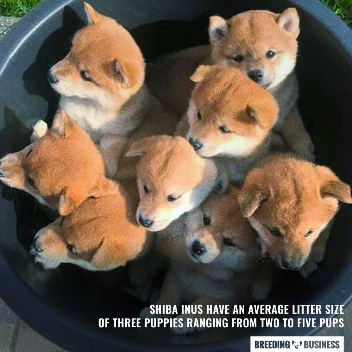 how many puppies can shiba inu give birth to