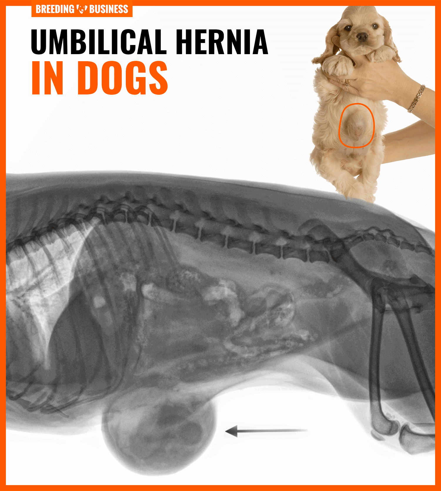 is umbilical hernia hereditary in dogs