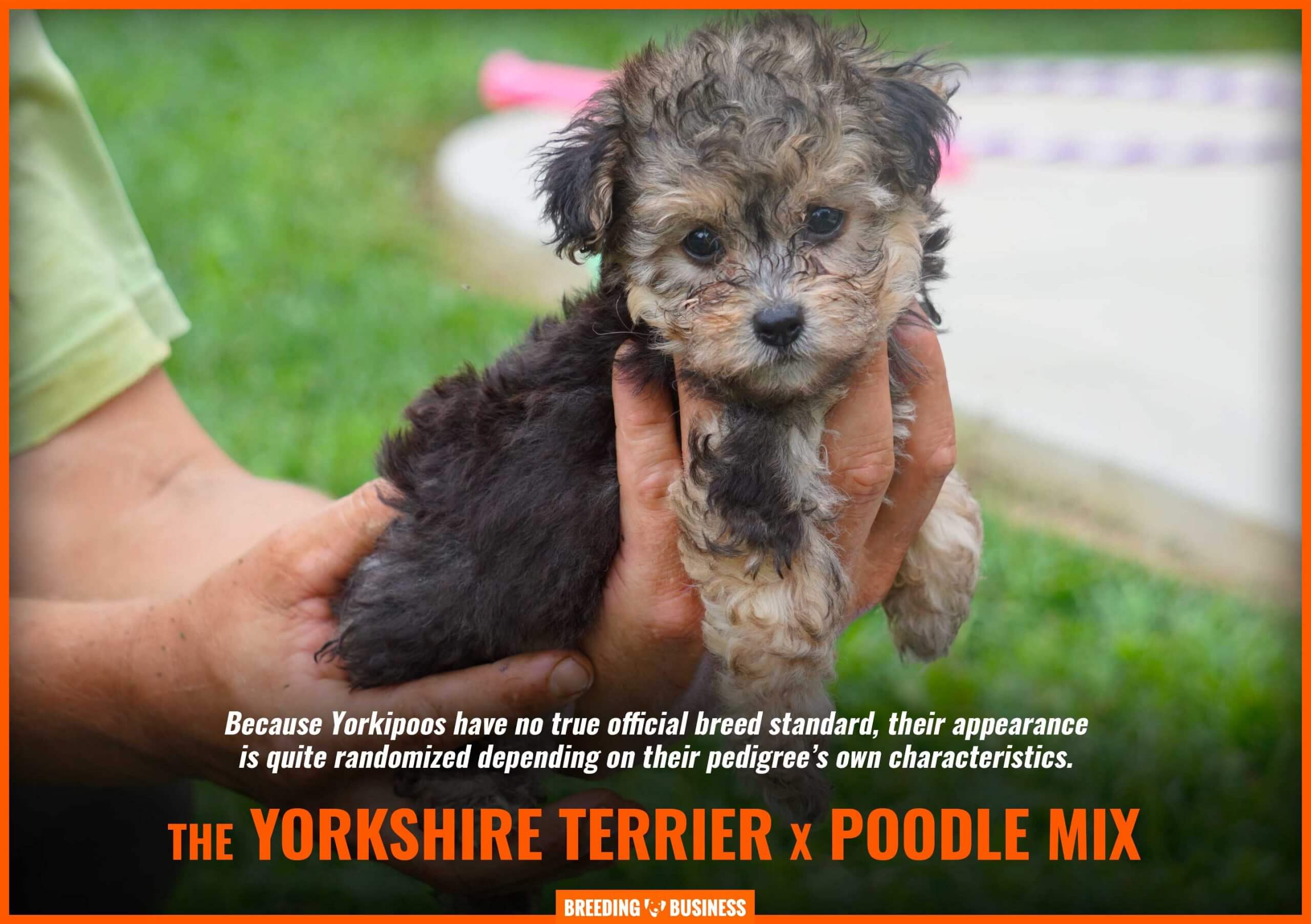 yorkshire terrier poodle mix