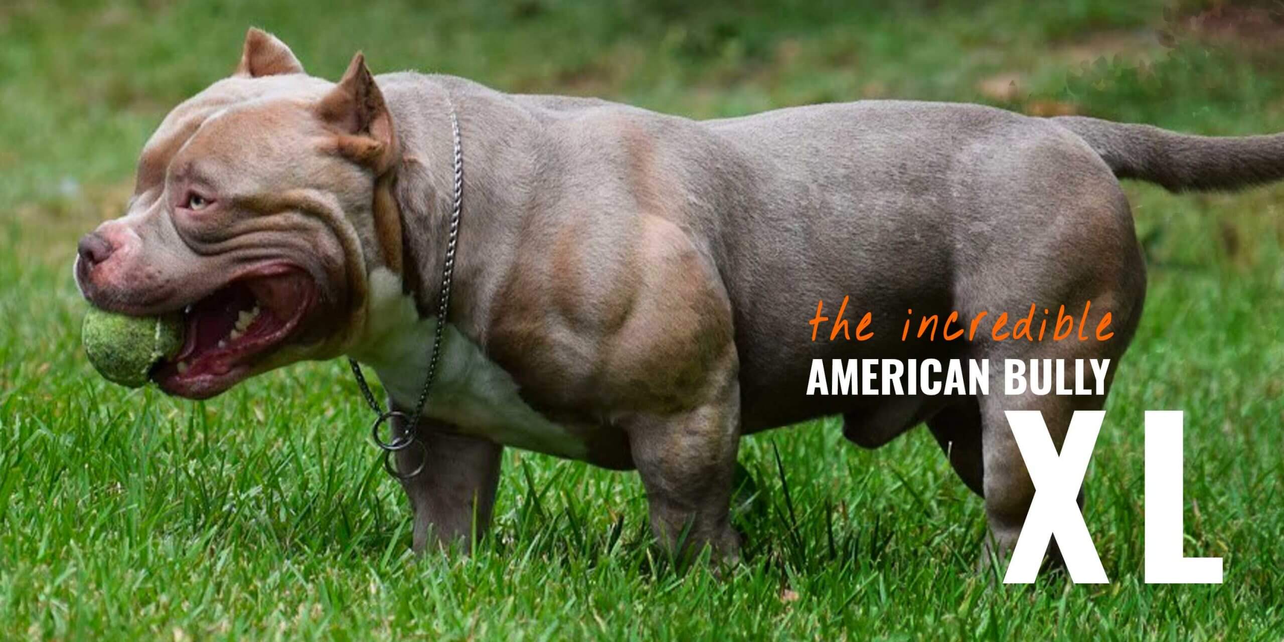 are-american-bully-usually-fat-when-puppies