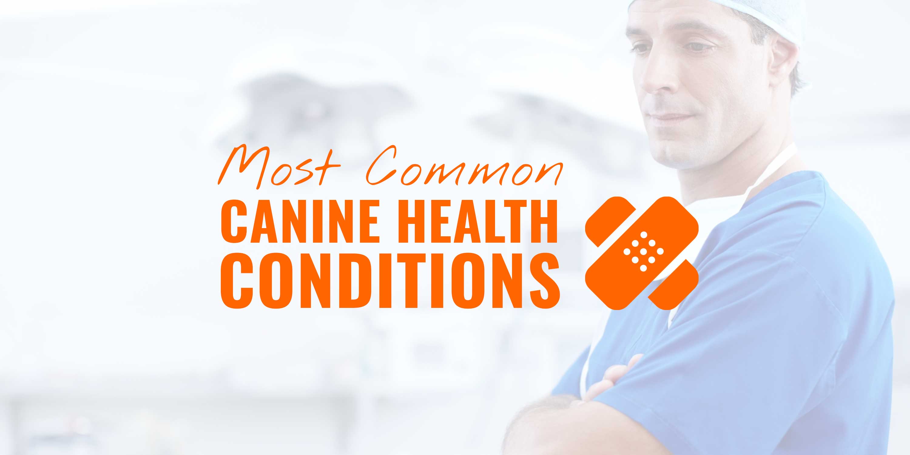 common canine health conditions