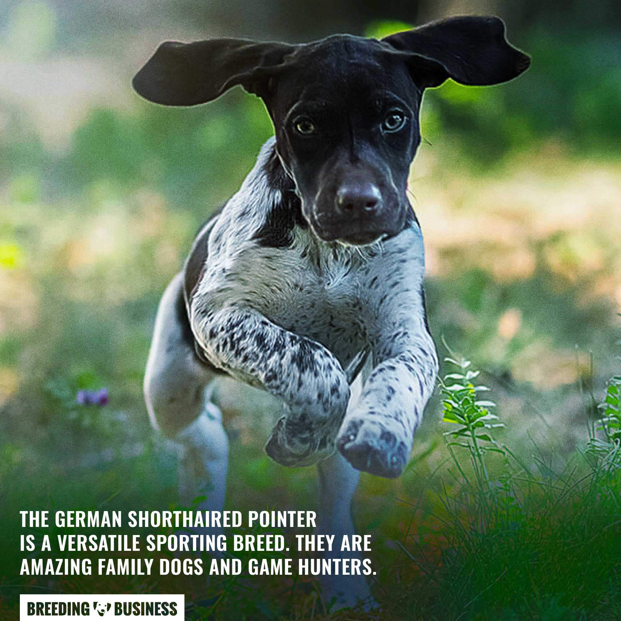 is a german shorthaired pointer a good family dog