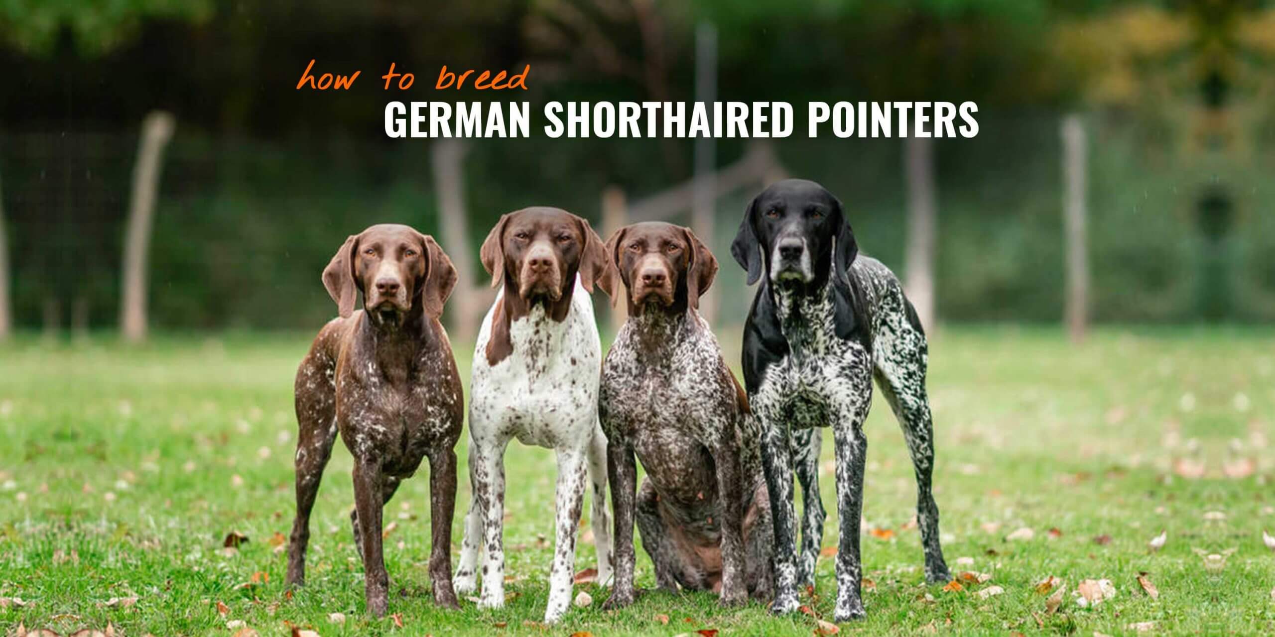 How To Breed German Shorthaired Pointers