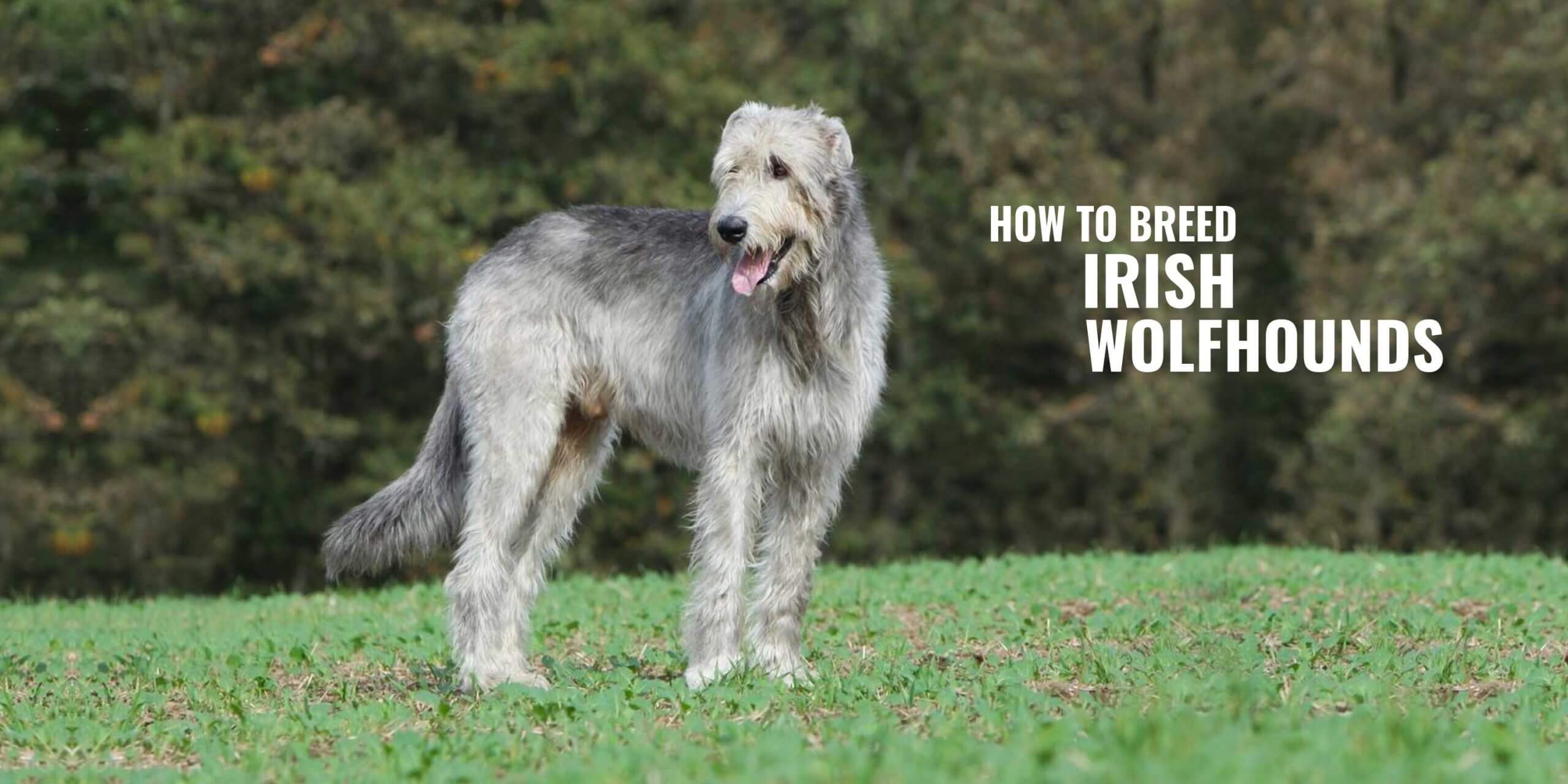 how to breed irish wolfhounds