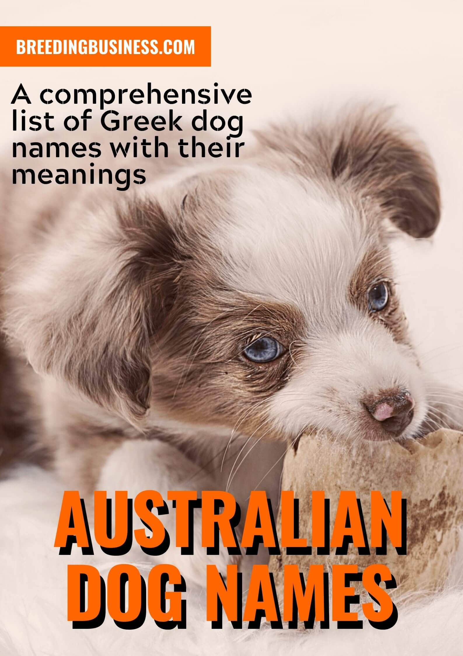 australian dog names
