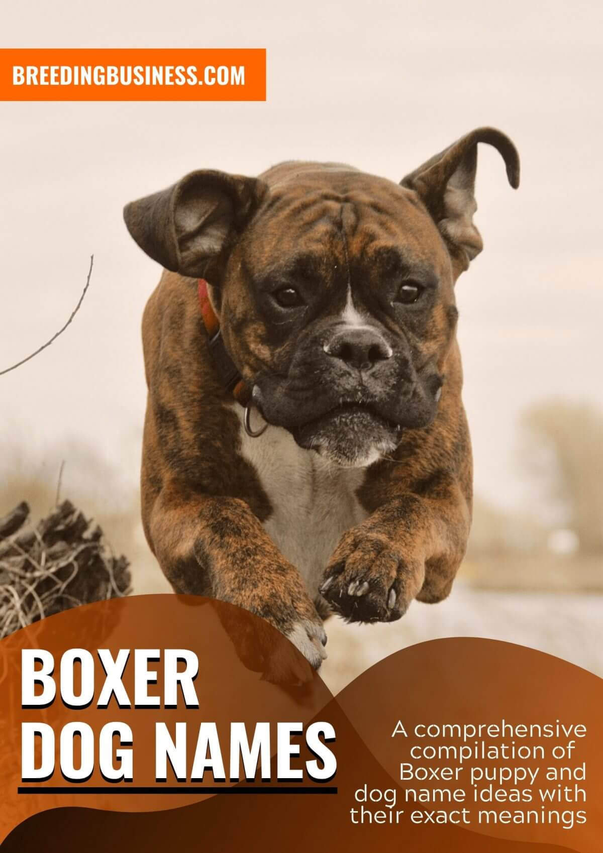 140 Boxer Dog Names Name Ideas For Strong Tough Boxer Pups