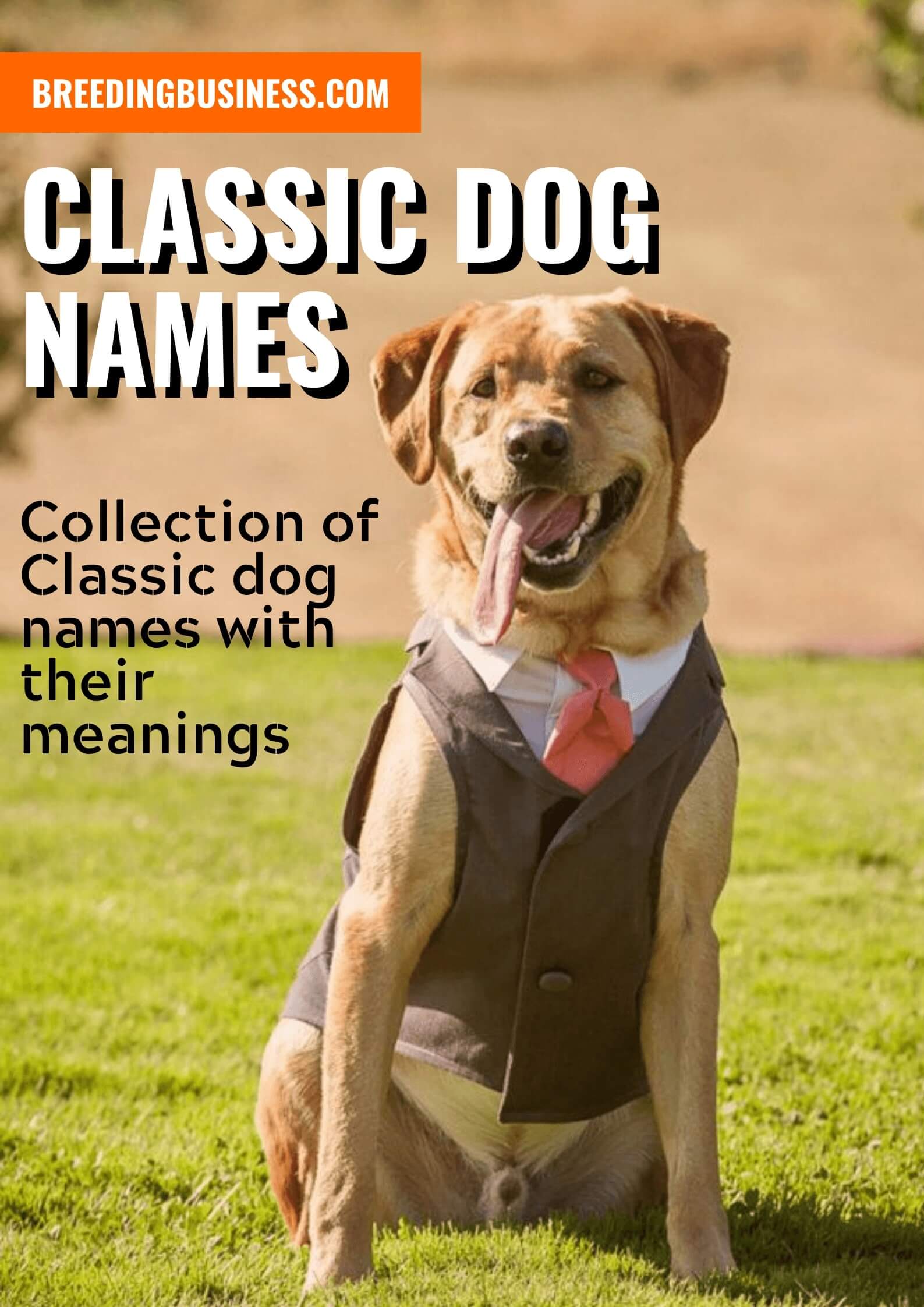 100+ Classic Dog Names – Old-Fashioned, Everlasting Puppy