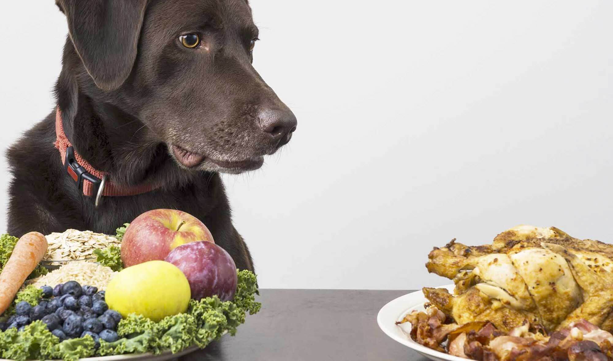 Food Inspired Dog Names 100 Culinary Cuisine Name Ideas For Pups