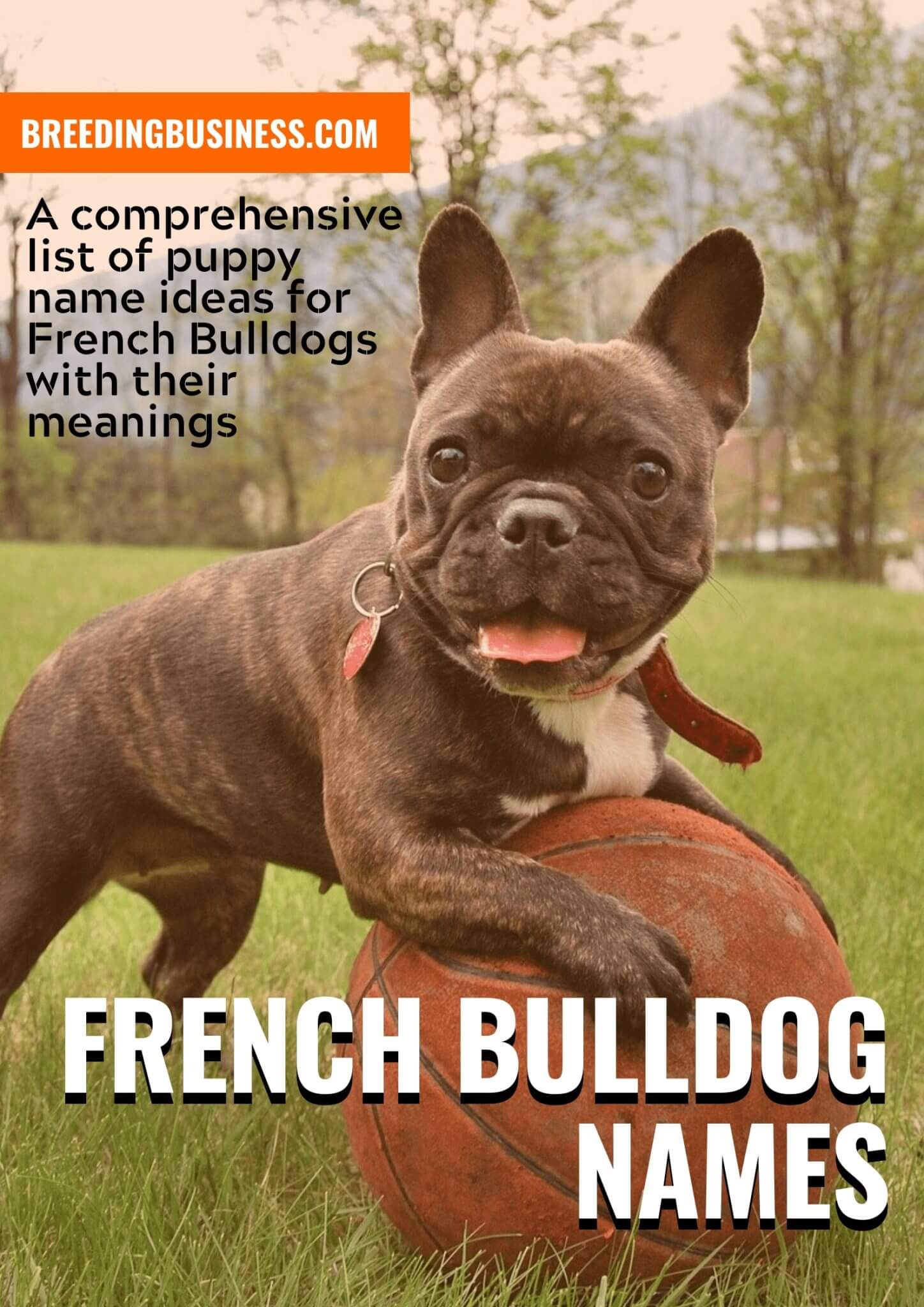 Cute Names For A French Bulldog At Victor Adkins Blog