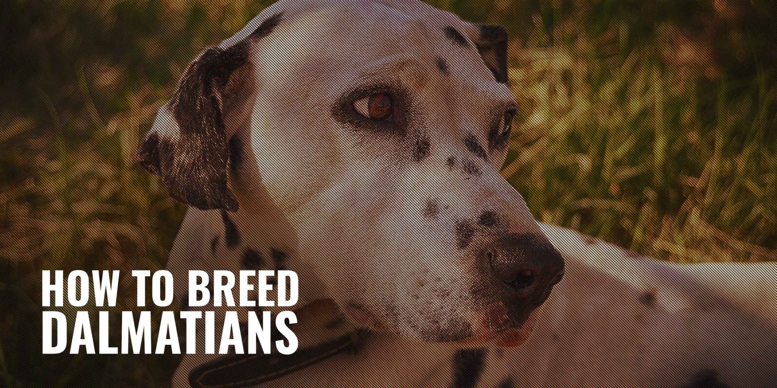 How To Breed Dalmatians – Heat, Litter Size, Health & Breeding Practices