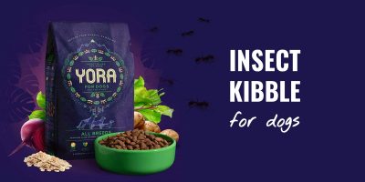 insect kibble for dogs