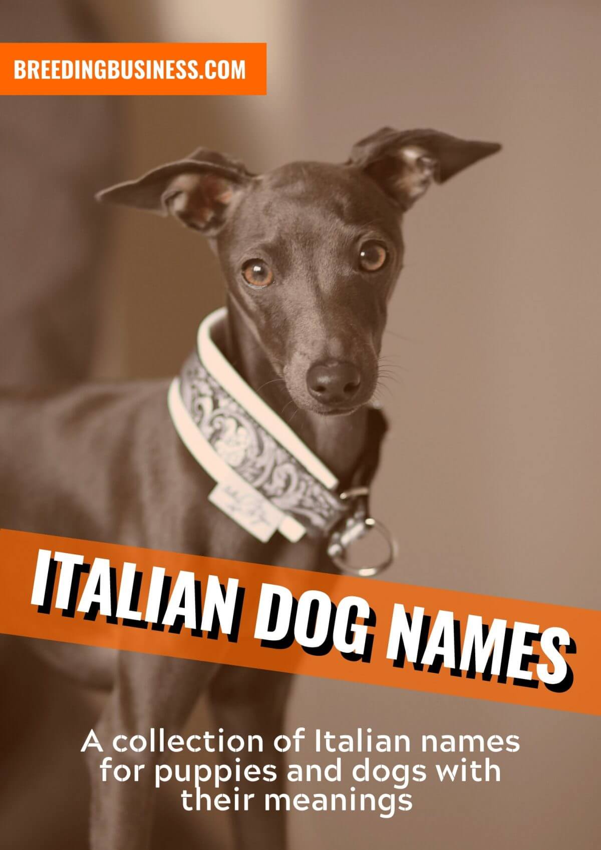 125+ Italian Dog Names – From Italian Culture, Geography, Food