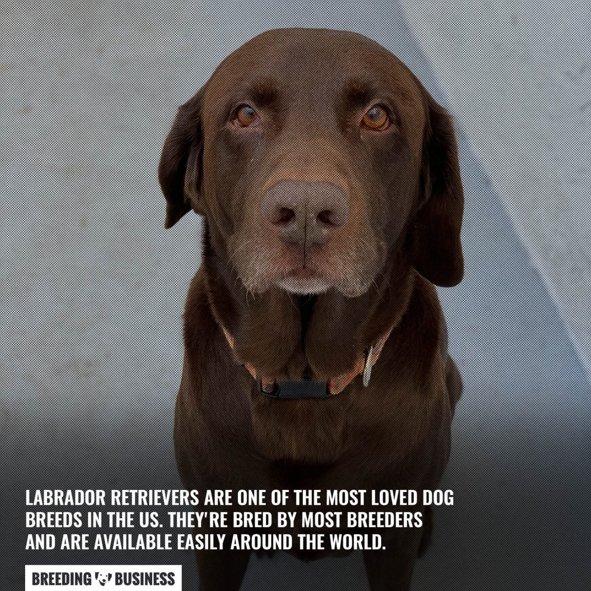 labrador retrievers are one of the most loved breeds