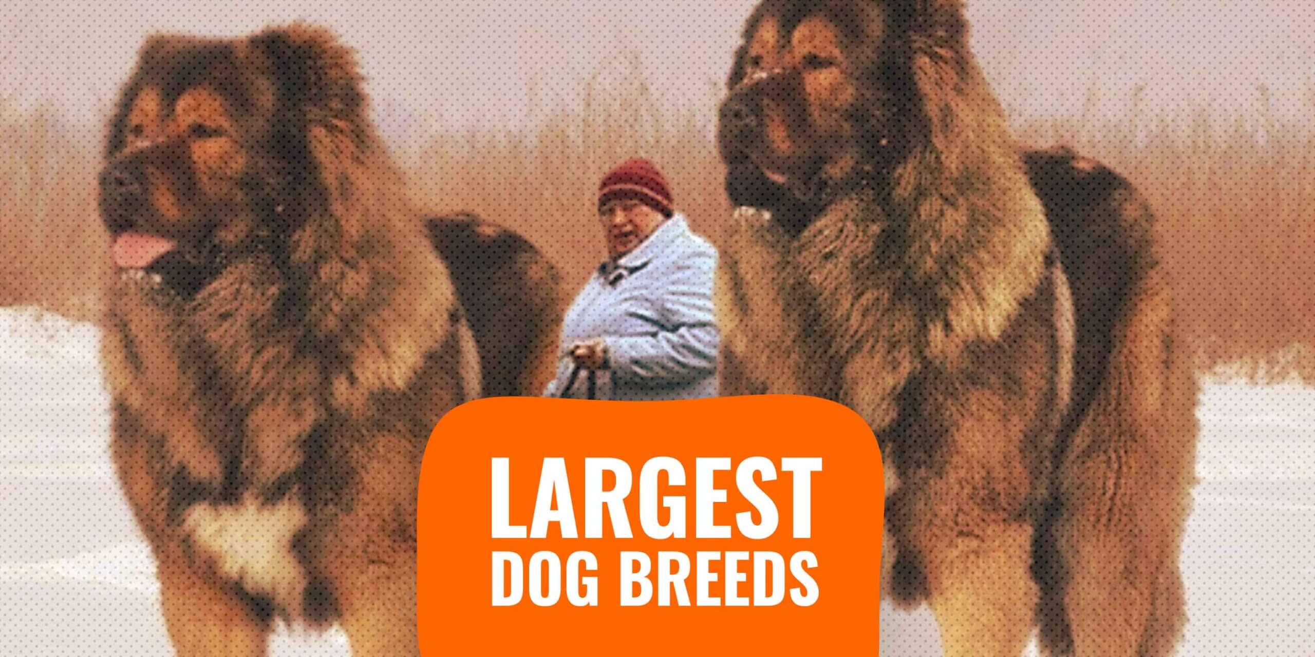 20 Largest Dog Breeds Sizes, Rankings, Popularity & Prices