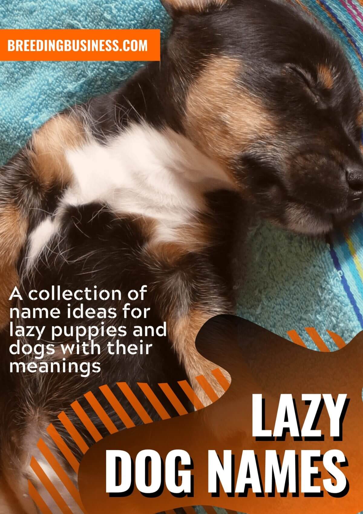 100+ Lazy Dog Names – Top Name Ideas for Lazy, Low-Energy Puppies
