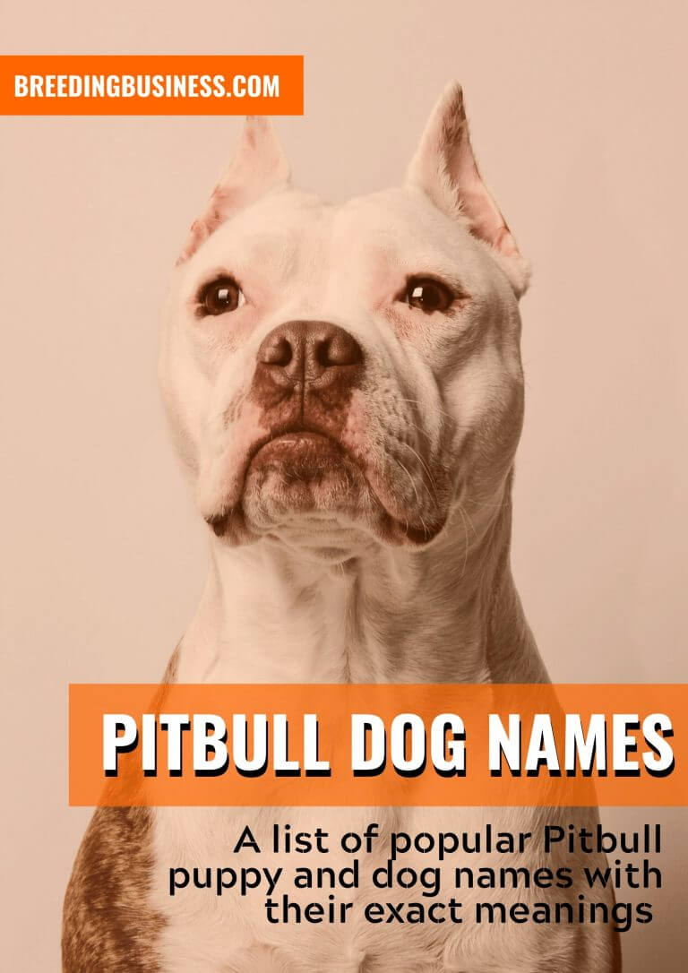 Pitbull Dog Names: 170+ Name Ideas For Pitbull Puppies!