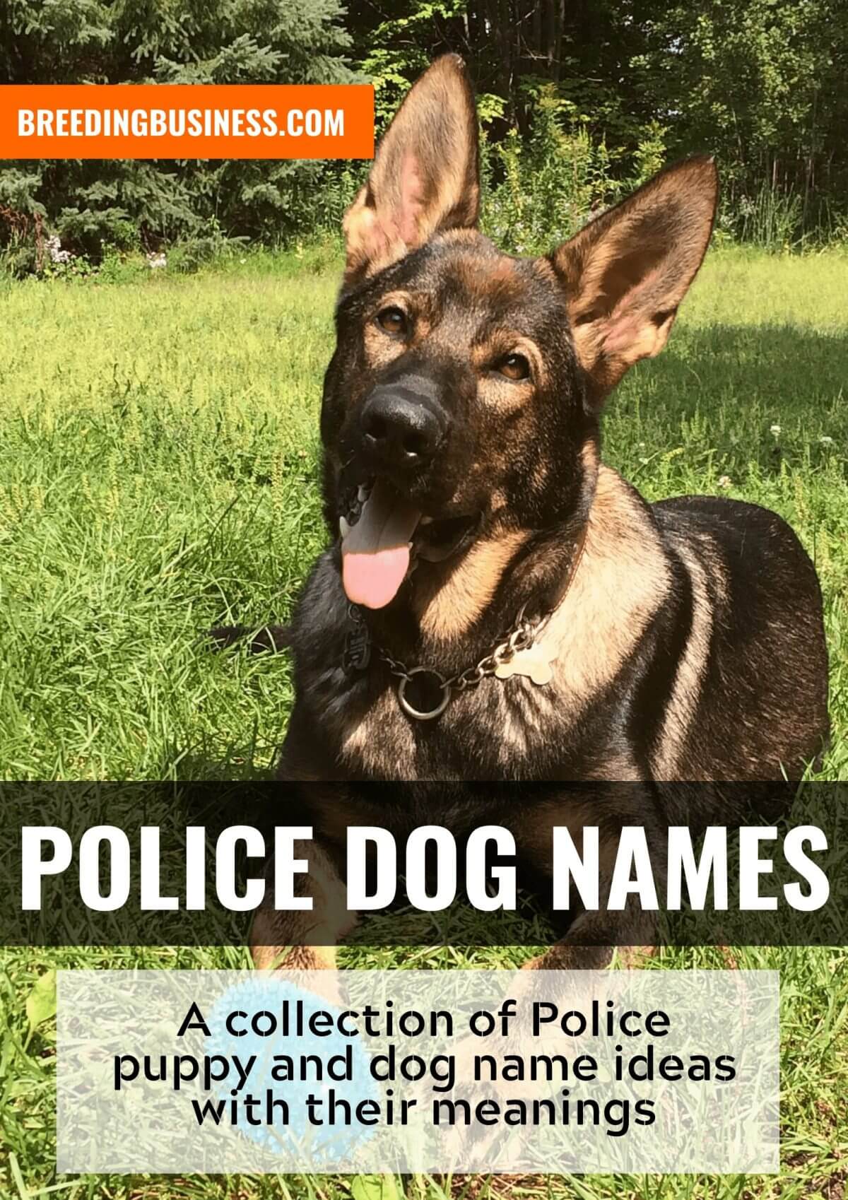 police dog names