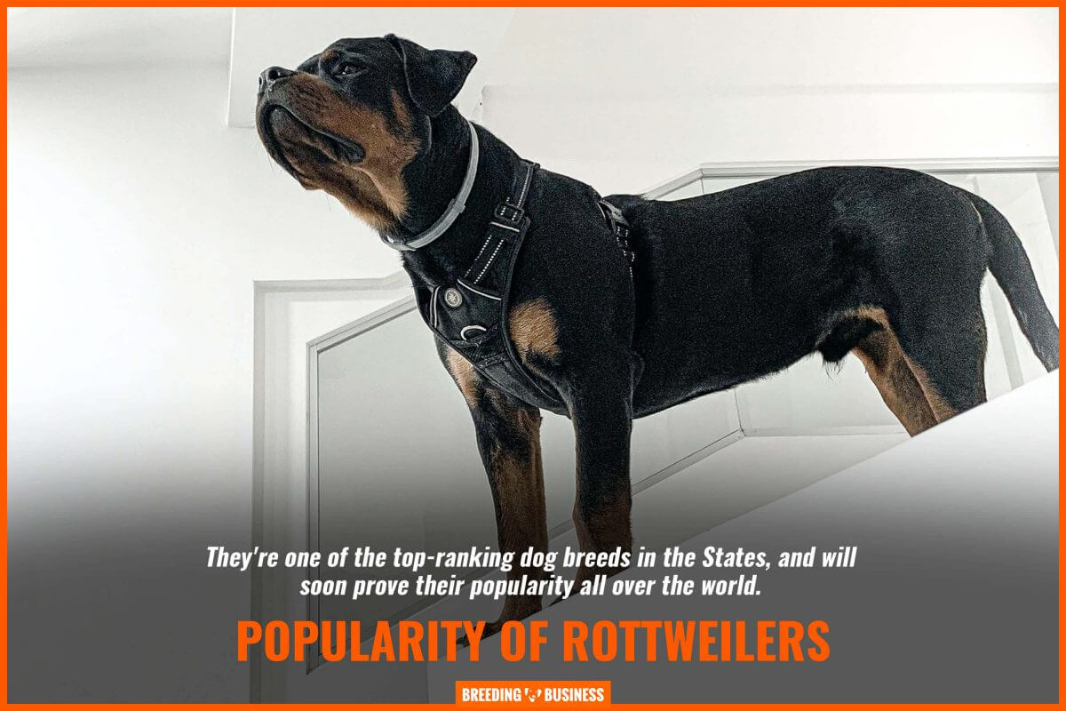 popularity of rottweilers