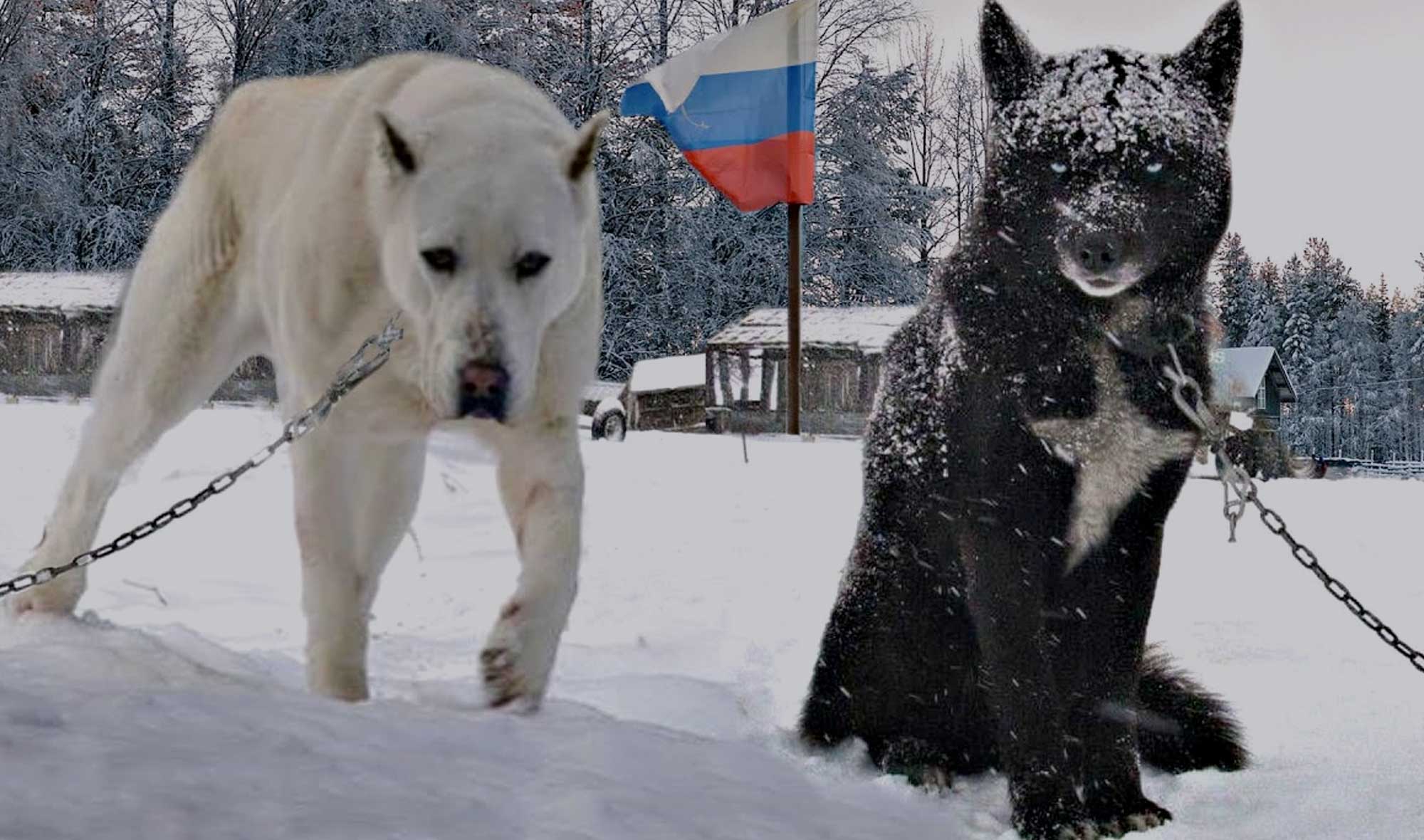 russian dog name ideas and meanings