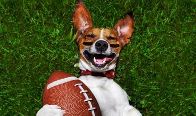 80+ Sport-Inspired Dog Names for Sporty Puppies