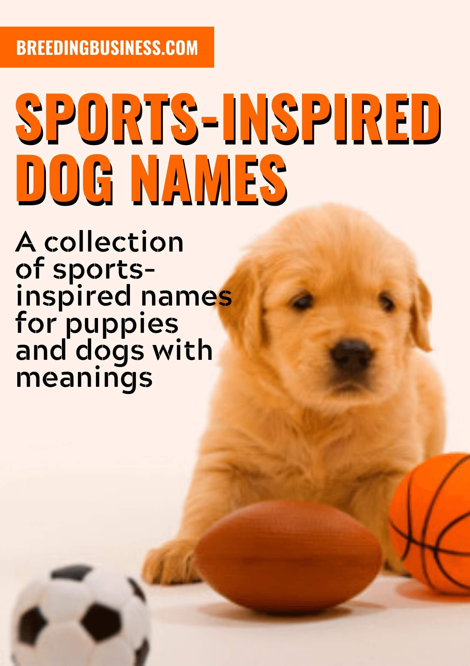 140+ Baseball Dog Names: Knock Your New Dog's Name Out of the Park!