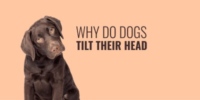 why do dogs tilt their head