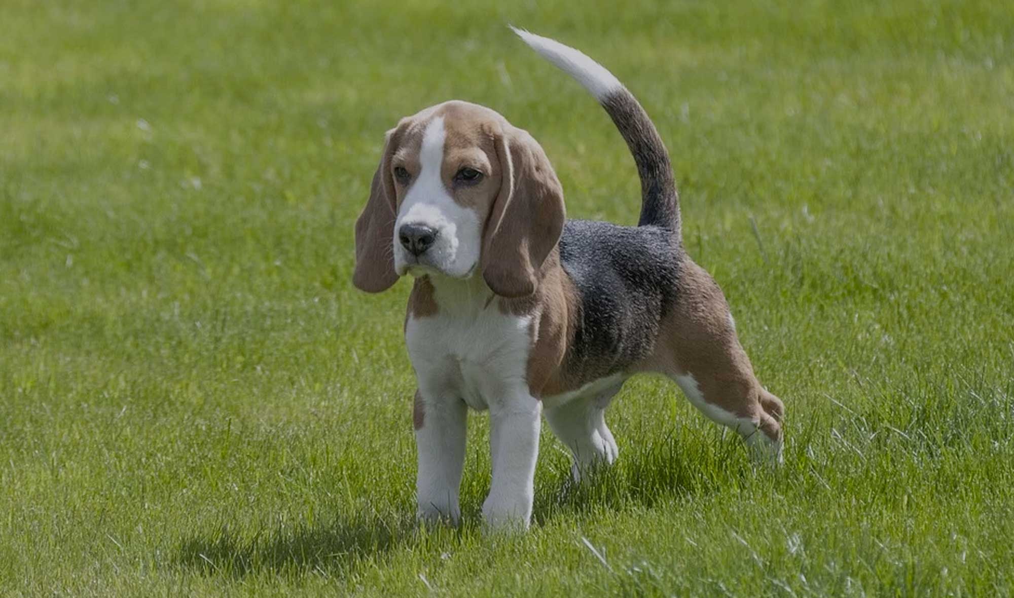beagle dog names