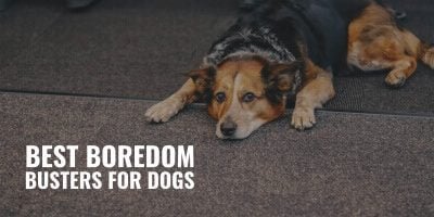 best boredom busters for dogs