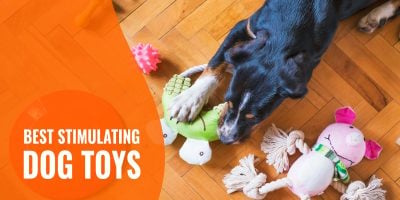 best stimulating dog toys