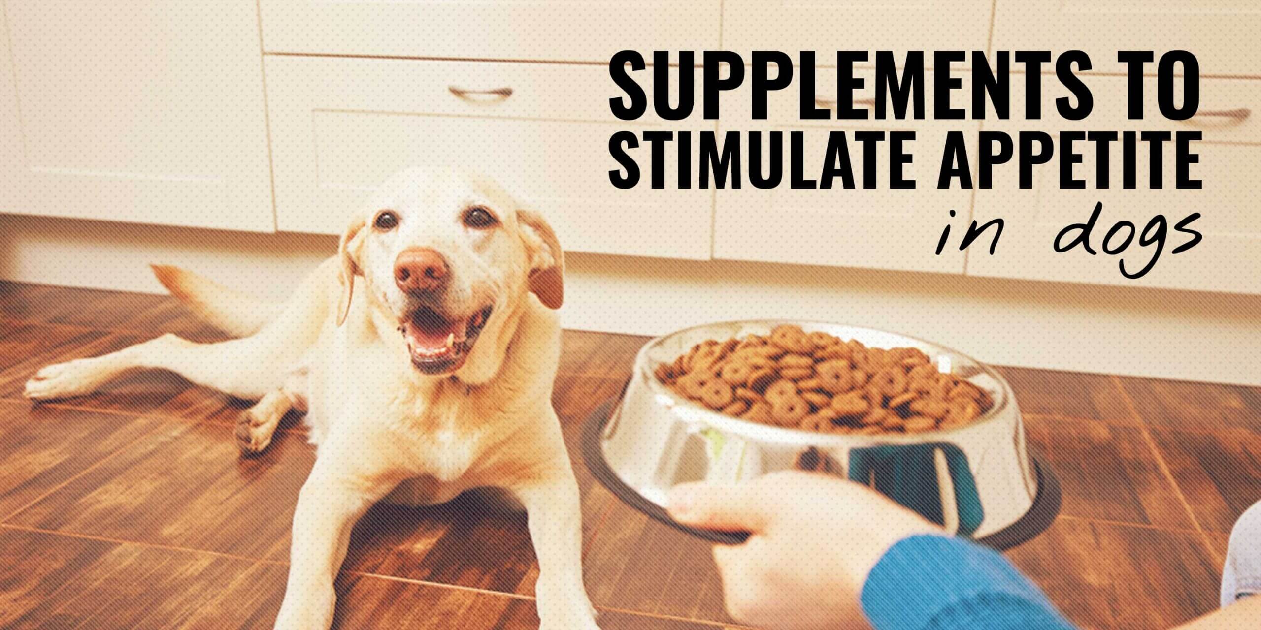 what-stimulates-a-dogs-appetite