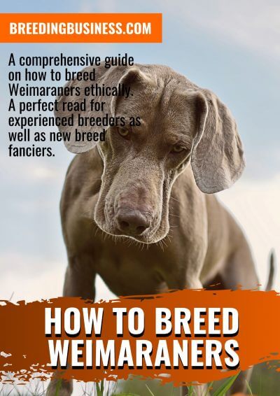 Curated visual reference: Gallery Detail: How To Breed Weimaraners Origin Litter Size Breeding Tips Faq