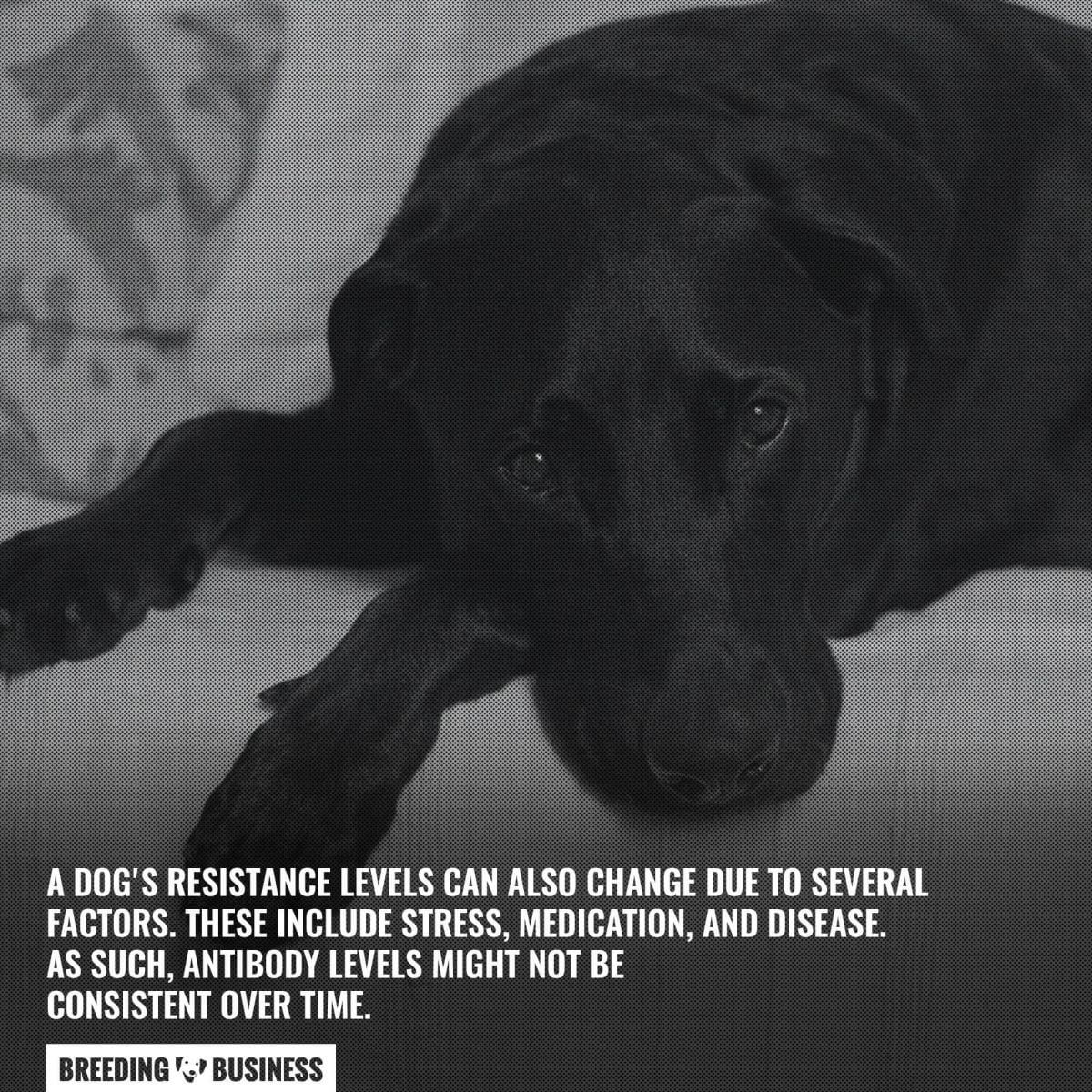 change in a dogs resistance levels