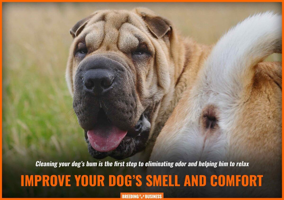 A foul smell can originate from a dog's dirty bum.