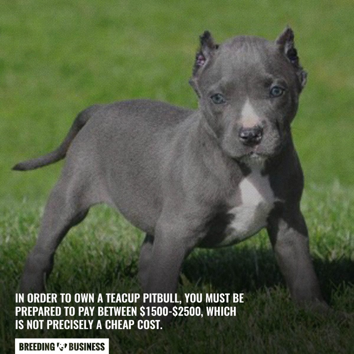 cost of teacup pitbulls