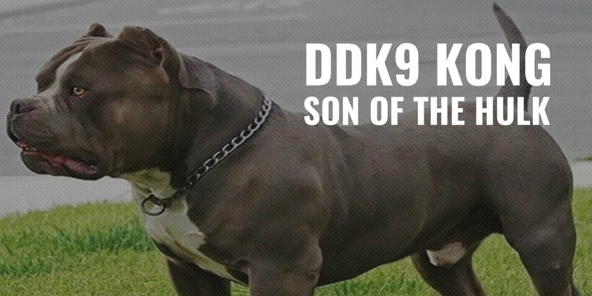 dark dynasty k9 dogs for sale
