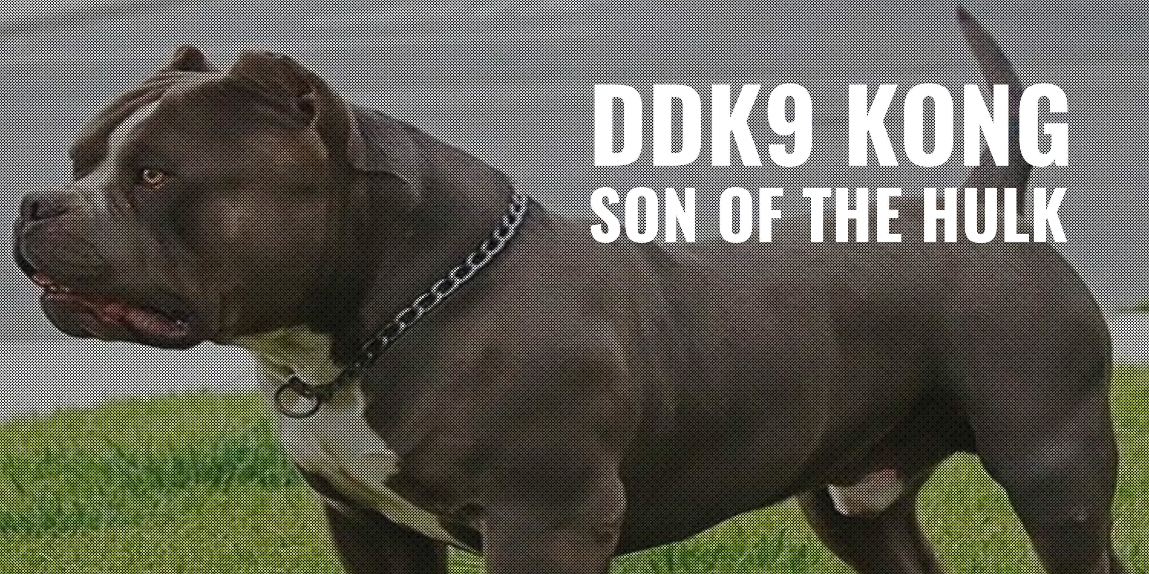 ddk9 apparel