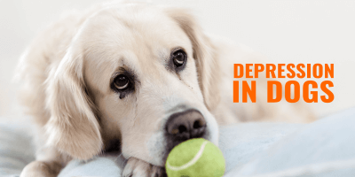 Depression In Dogs – Causes, Symptoms, Diagnosis & Treatments