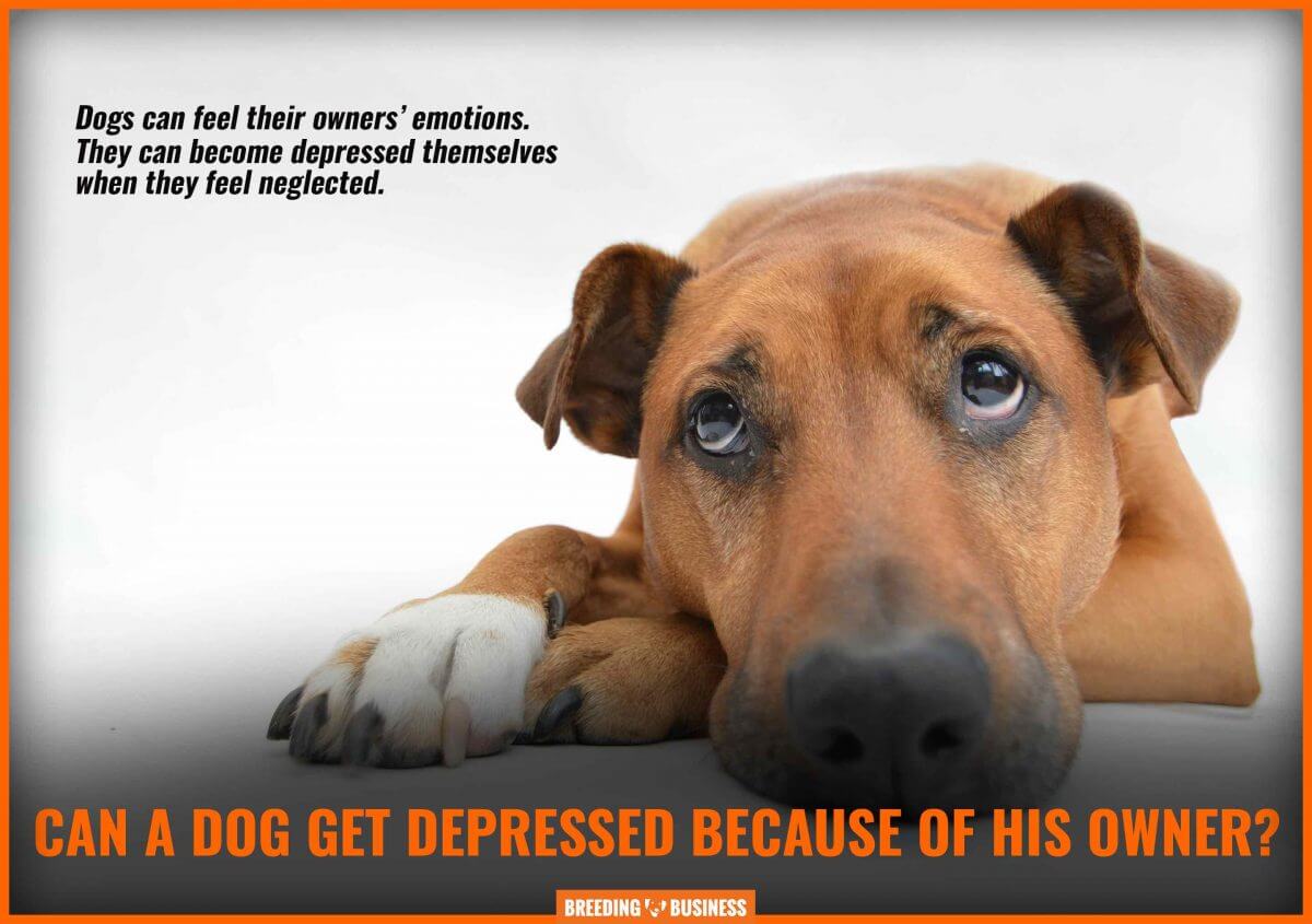 dog depression linked to human depression