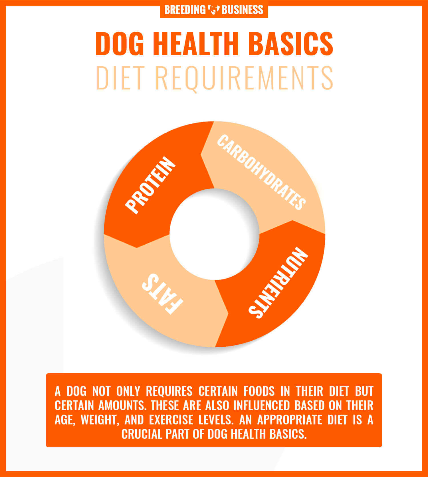 View of Dog Health Basics – Grooming, Exercise, Procedures & FAQs